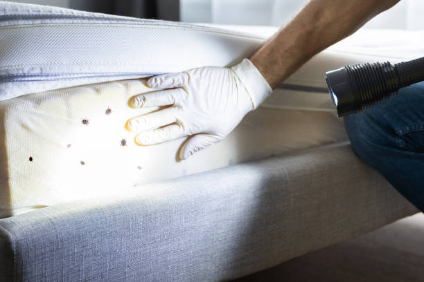 Flea Control Services in Sugar City, ID